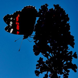 Profile of a Red Admiral - James Whatley