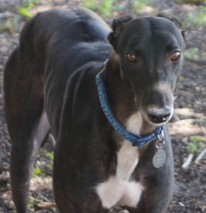 Greyhound Trust Shropshire & Borders Spirit Greyhound Trust Shropshire & Borders Spirit