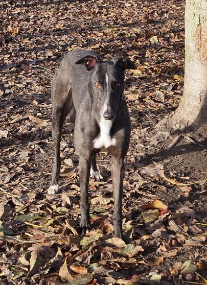 Greyhound Trust Shropshire & Borders Jet Greyhound Trust Shropshire & Borders Jet