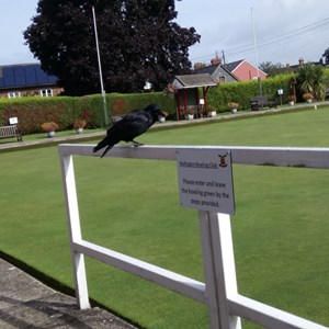 Local celebrity crow, Pudding, took time out of his busy schedule to pop into the club today to watch the Open final.