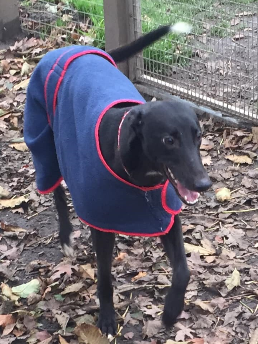 Greyhound Trust Shropshire & Borders Molly Greyhound Trust Shropshire & Borders Molly
