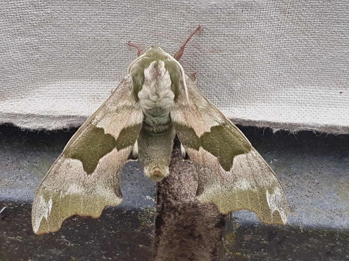 Abdon and Heath Parish Wildlife Group Abdon and Heath Parish Wildlife Group