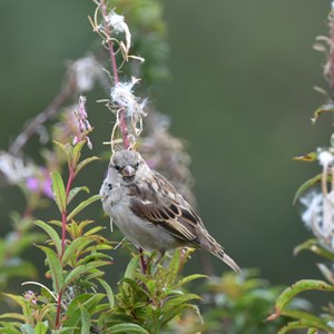 01. Male Sparrow