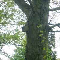 Bat box in one of the copses managed by Oakley Woodlands Group
