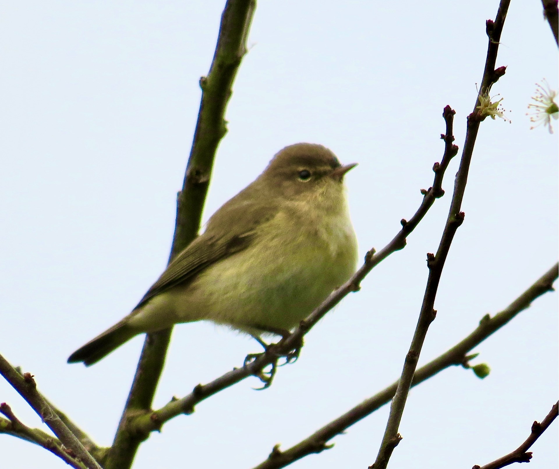 A Willow warbler about to burst into song