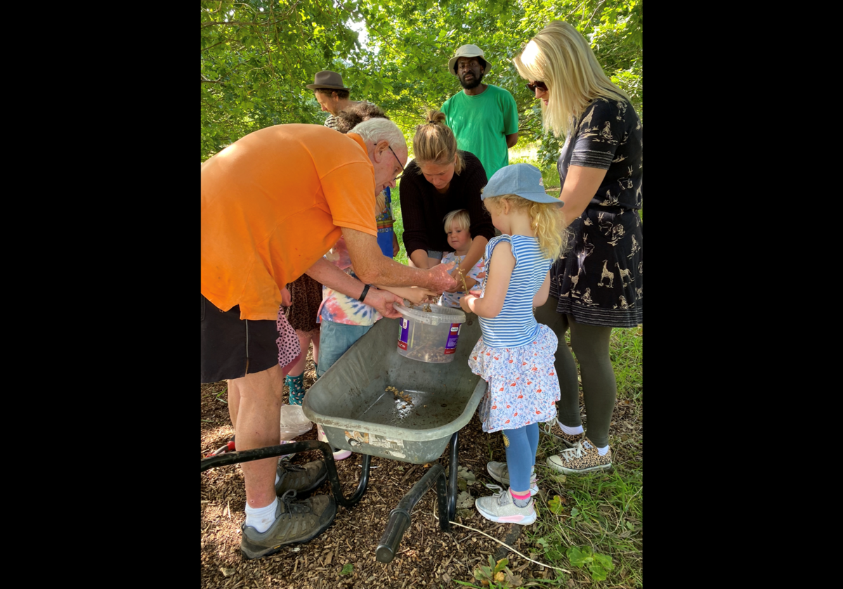 Collecting wildflower seed