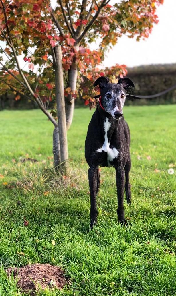 Greyhound Trust Shropshire & Borders Movie Greyhound Trust Shropshire & Borders Movie