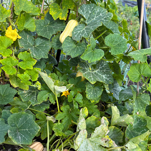 Plot 31 Vegetables