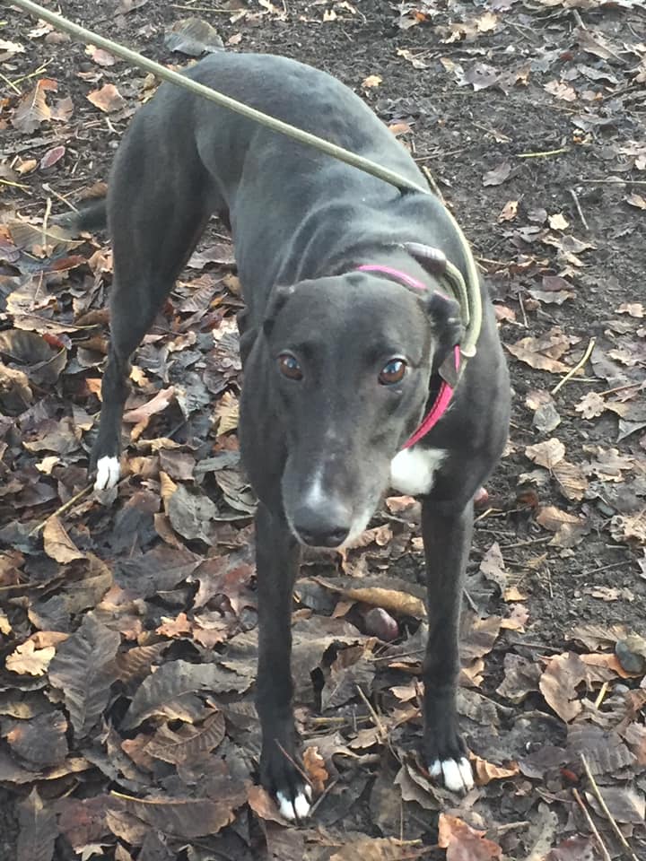 Greyhound Trust Shropshire & Borders Grace Greyhound Trust Shropshire & Borders Grace