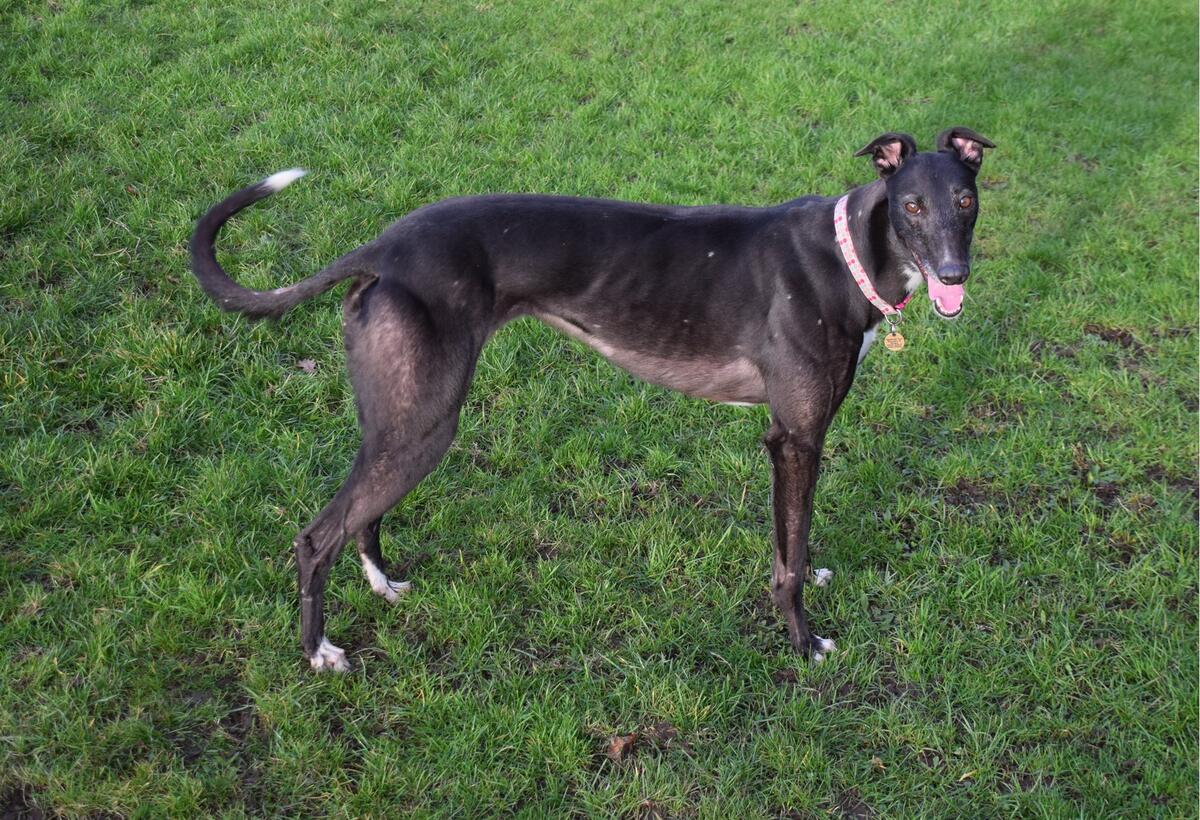 Greyhound Trust Shropshire & Borders Hannah Greyhound Trust Shropshire & Borders Hannah