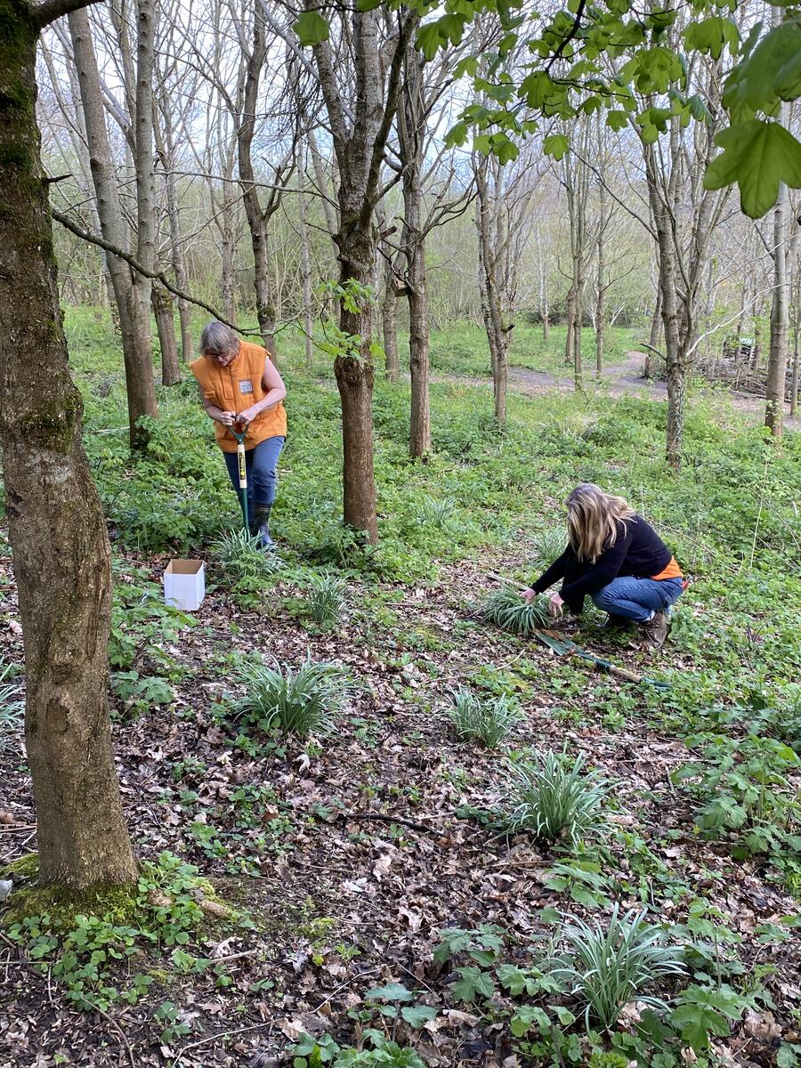 Planting Snowdrops Coopers Circle.