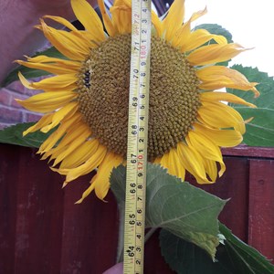 Averham, Kelham and Staythorpe Parish Council Tallest Sunflower Competition 2021