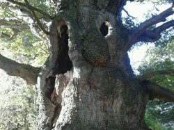 Majesty Oak