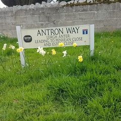 Lovely to see bulbs appearing at the bottom of Antron Way