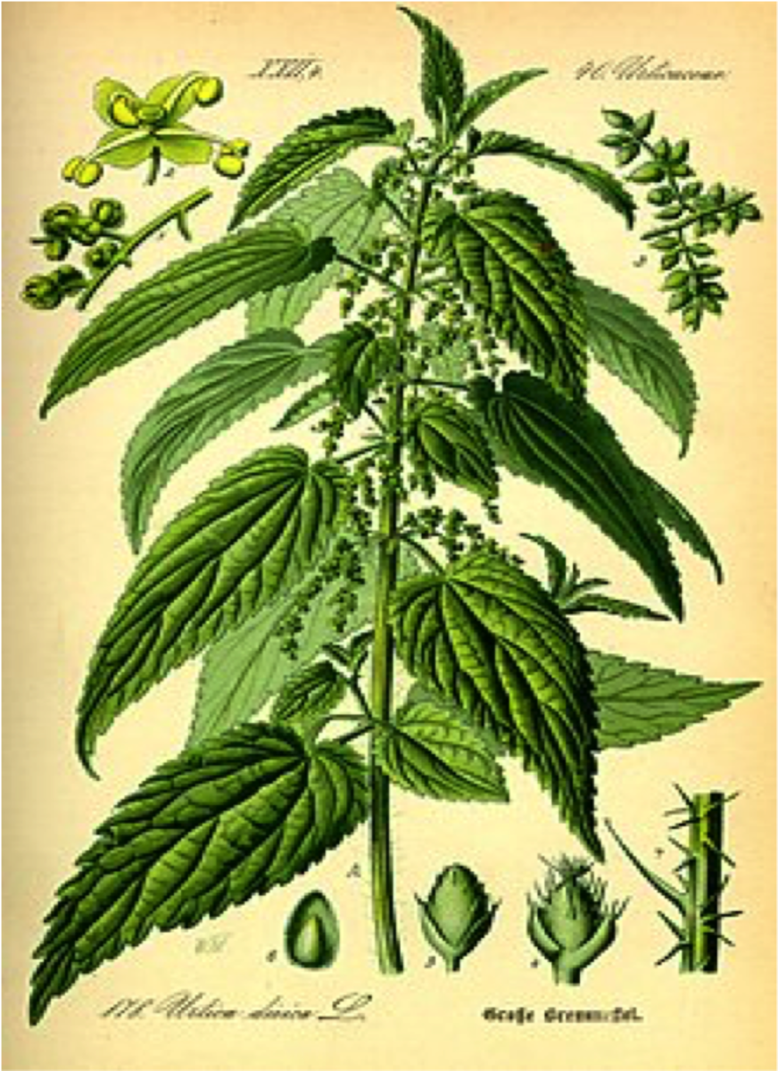 NETTLES  Love or loathe them -  but leave them