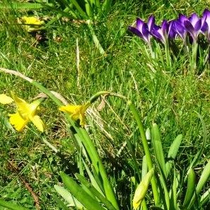 Spring flowers in the churchyard