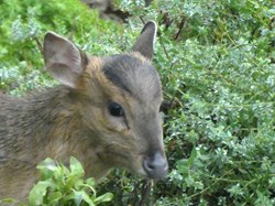 Muntjac deer checking out the garden shrubs!