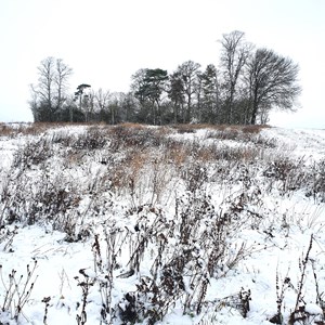 DEC 16th  SNOWY COPSE ON MILKING HILL   (by LT)  Just one of the features in the local landscape that has a name evocative of times past.