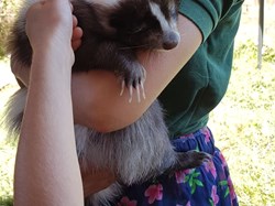 Holding a skunk at Play Scheme