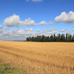 Harvested Field