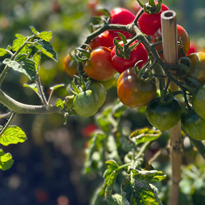 Aston Clinton Parish Council Allotments