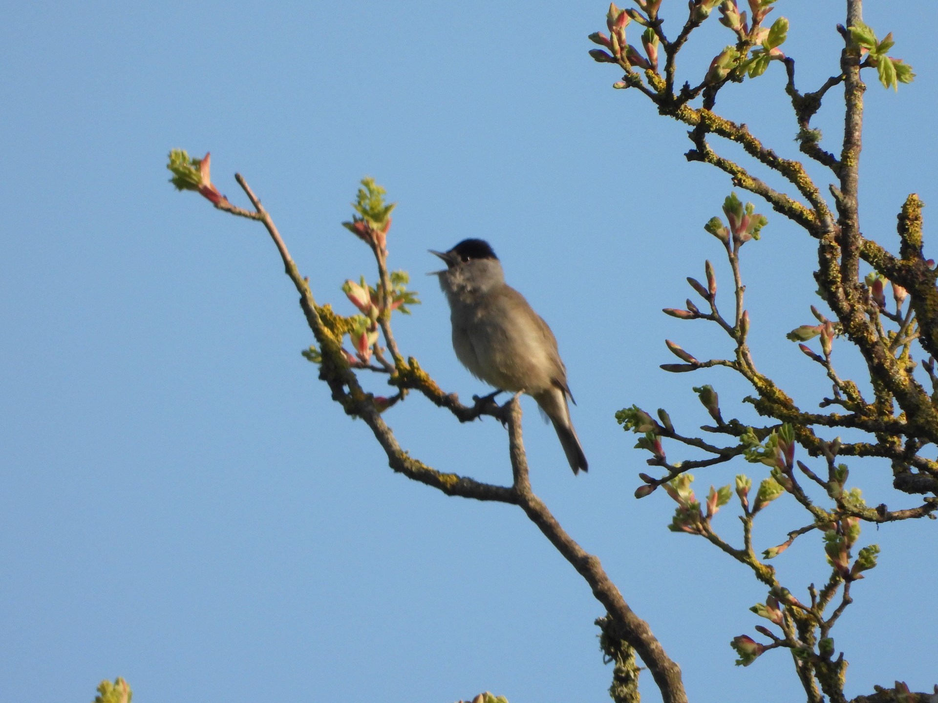 Male Blackcap