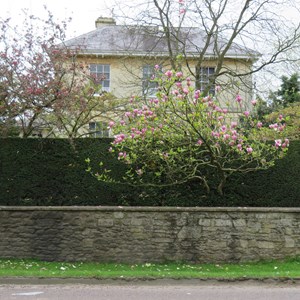 Magnolia tree, High Street