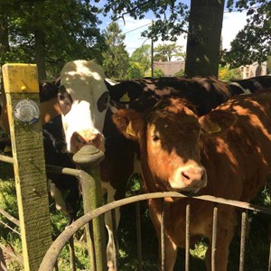 DEC 15th   JUST WANT TO BE FRIENDS OR FED?  (by AH)  Did you know that during summer cows graze on Farmyard Field, the site of the original manor house and a row of cottages alongside the road?