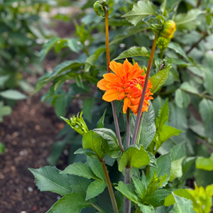 Aston Clinton Parish Council Allotments