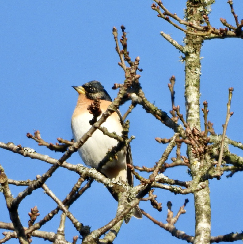 One of our local Brambling