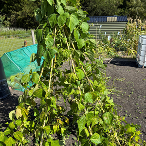 Plot 45A beans