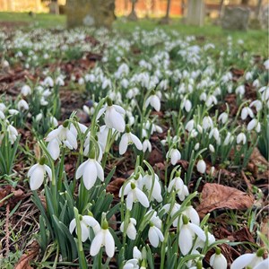 Snowdrops in All Saints' churchyard - photo by Kate Selwood