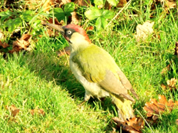 Haywards Heath and District Probus Club A Formal Garden into a Nature Reserve