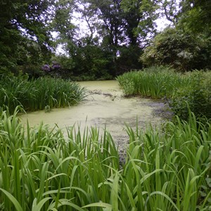 Mere Court Pond
