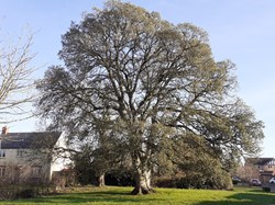 Oak tree in Manor Park