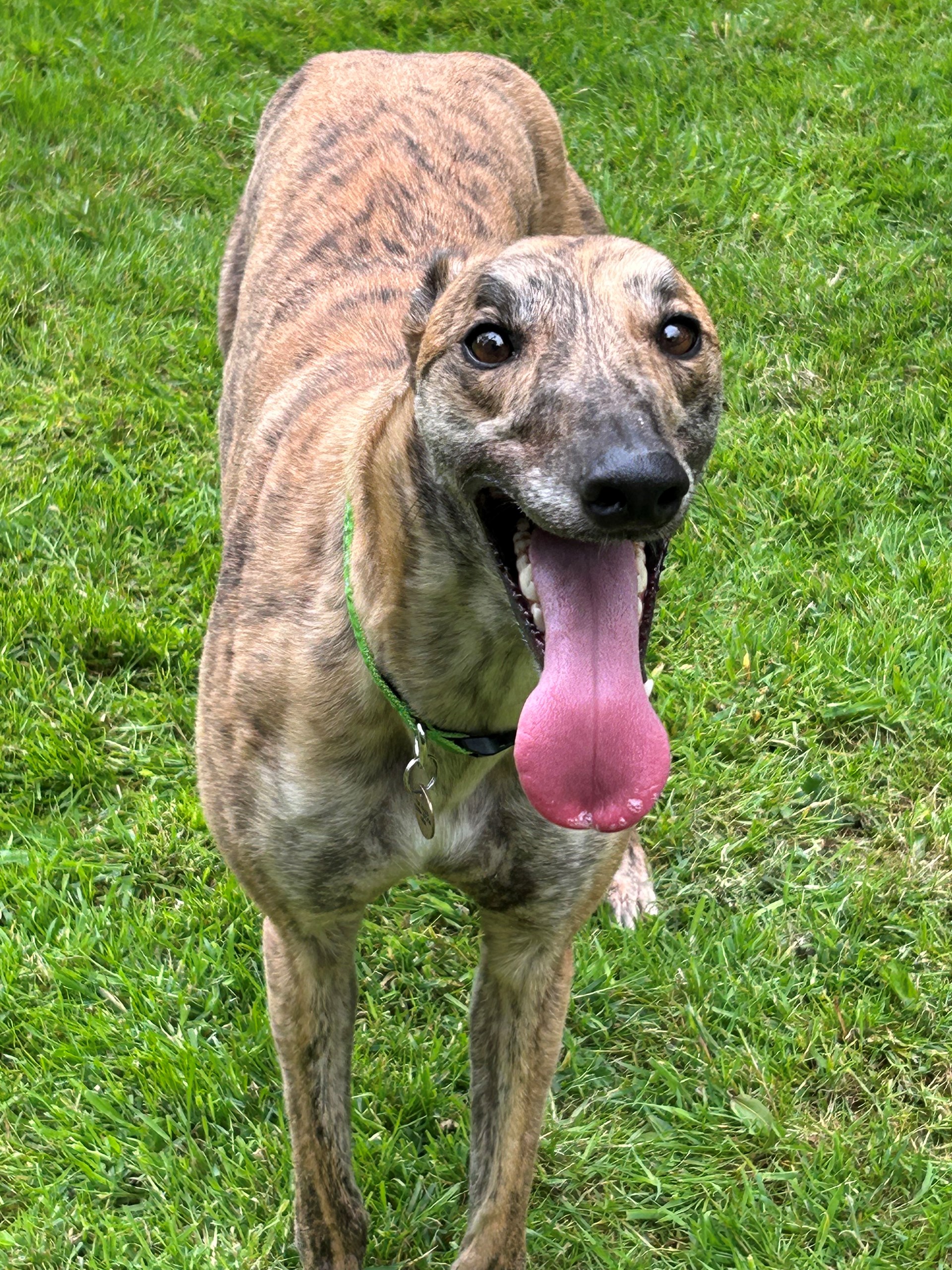 Greyhound Trust Shropshire & Borders Ninja Greyhound Trust Shropshire & Borders Ninja
