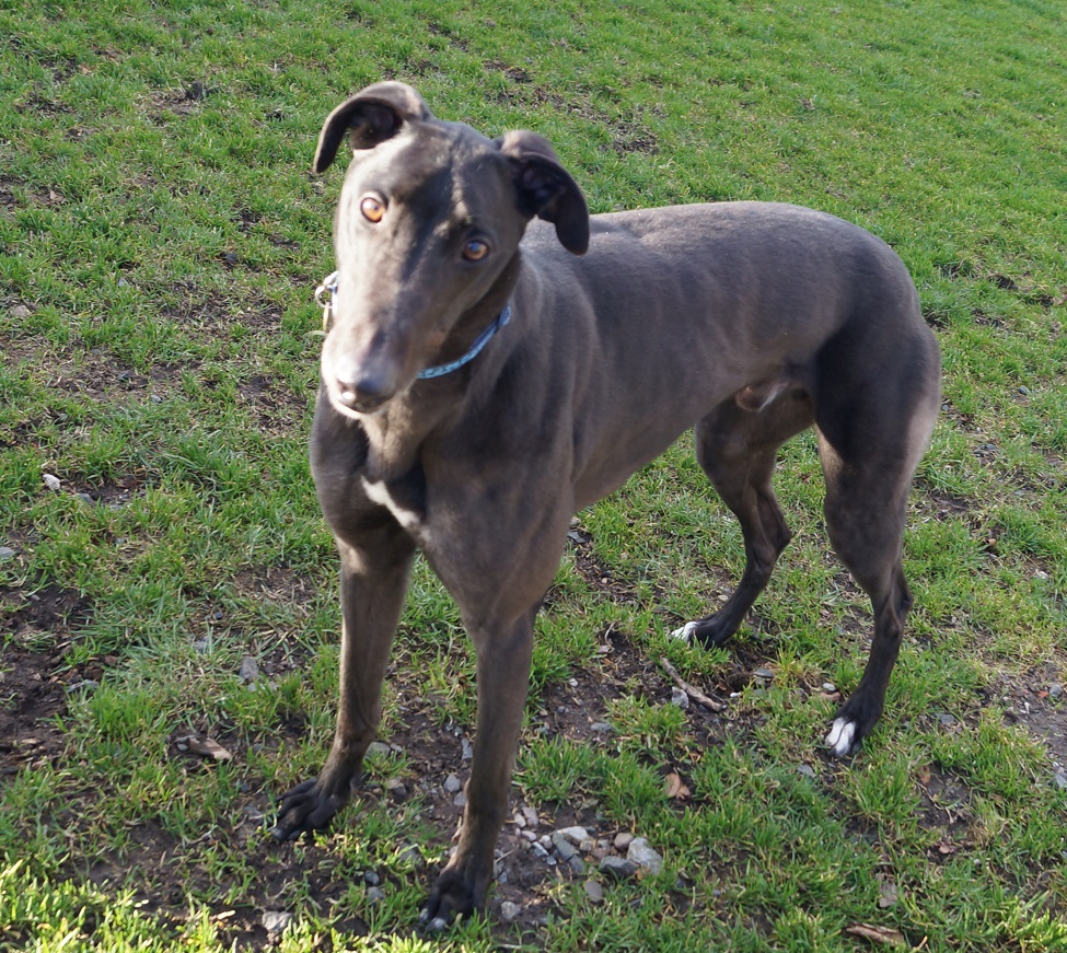 Greyhound Trust Shropshire & Borders Scoby Greyhound Trust Shropshire & Borders Scoby