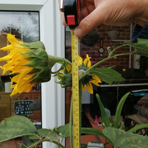 Averham, Kelham and Staythorpe Parish Council Tallest Sunflower Competition 2021