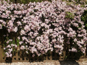 Clematis in summer Clematis in summer