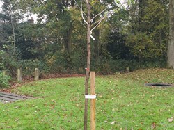 New Cherry Tree planted in the playground - Autumn 2020