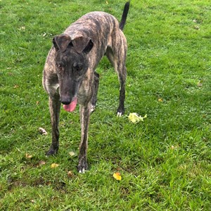 Greyhound Trust Shropshire & Borders Ringo Greyhound Trust Shropshire & Borders Ringo