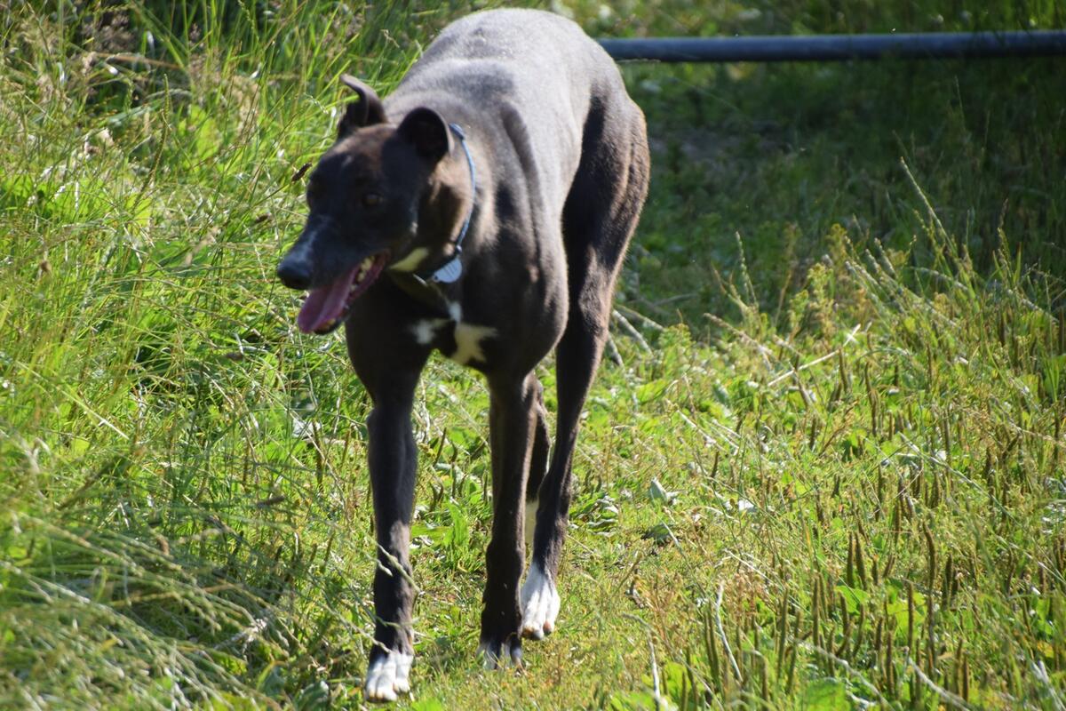 Greyhound Trust Shropshire & Borders Earl Greyhound Trust Shropshire & Borders Earl