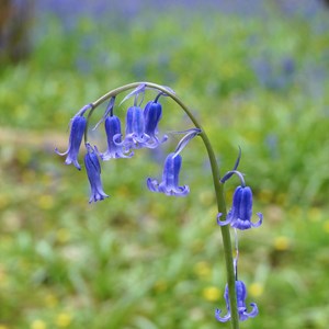 May 3rd    BLUEBELL   These appear in woodland from mid April.  Ladbroke has both the dainty English Bluebell (pictured) and its competitive and more chunky Spanish cousin, plus hybrids of the two.