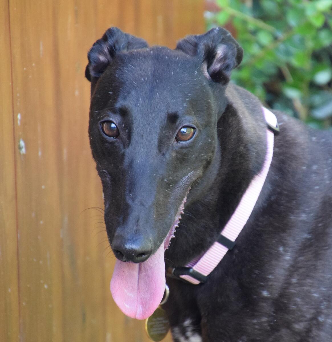 Greyhound Trust Shropshire & Borders Regan Greyhound Trust Shropshire & Borders Regan