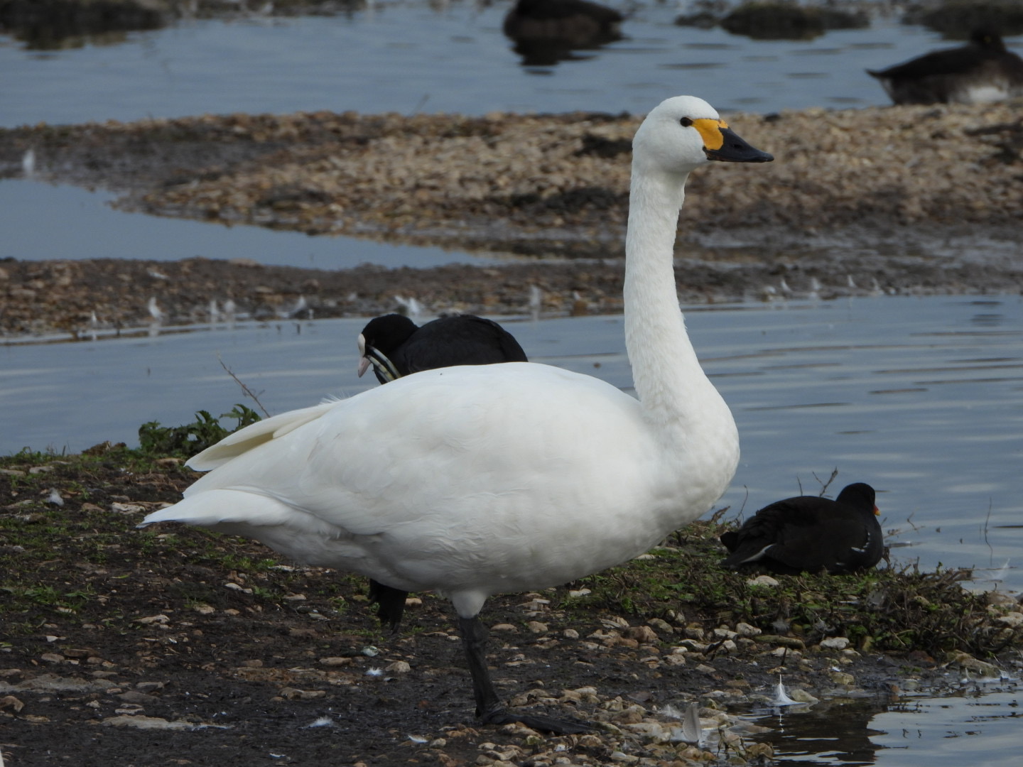 A Berwick SwanSwan – one of the first Bewick Swans to arrive in the UK this winter