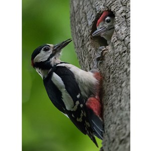 DEC 23rd   HI DAD!   (by RB)  Great Spotted Woodpeckers find insects in the crevices in tree bark and telegraph poles. They also take nuts from bird feeders.