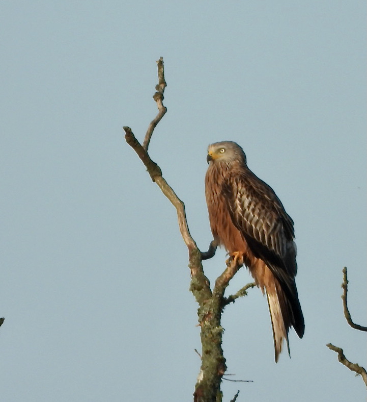 Red Kite - Summer 2020 in Vernham Dean