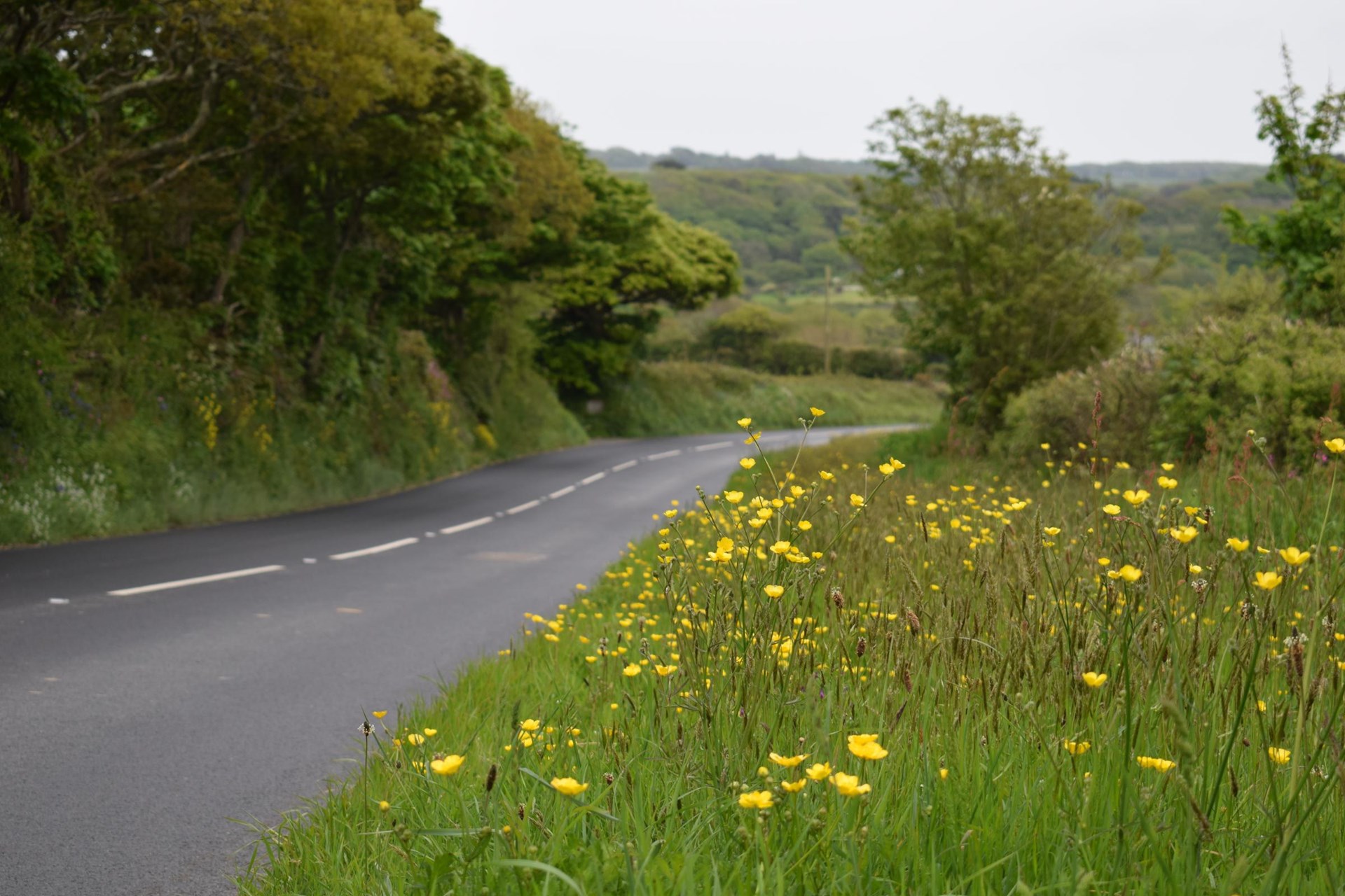 Cusop Verge cutting