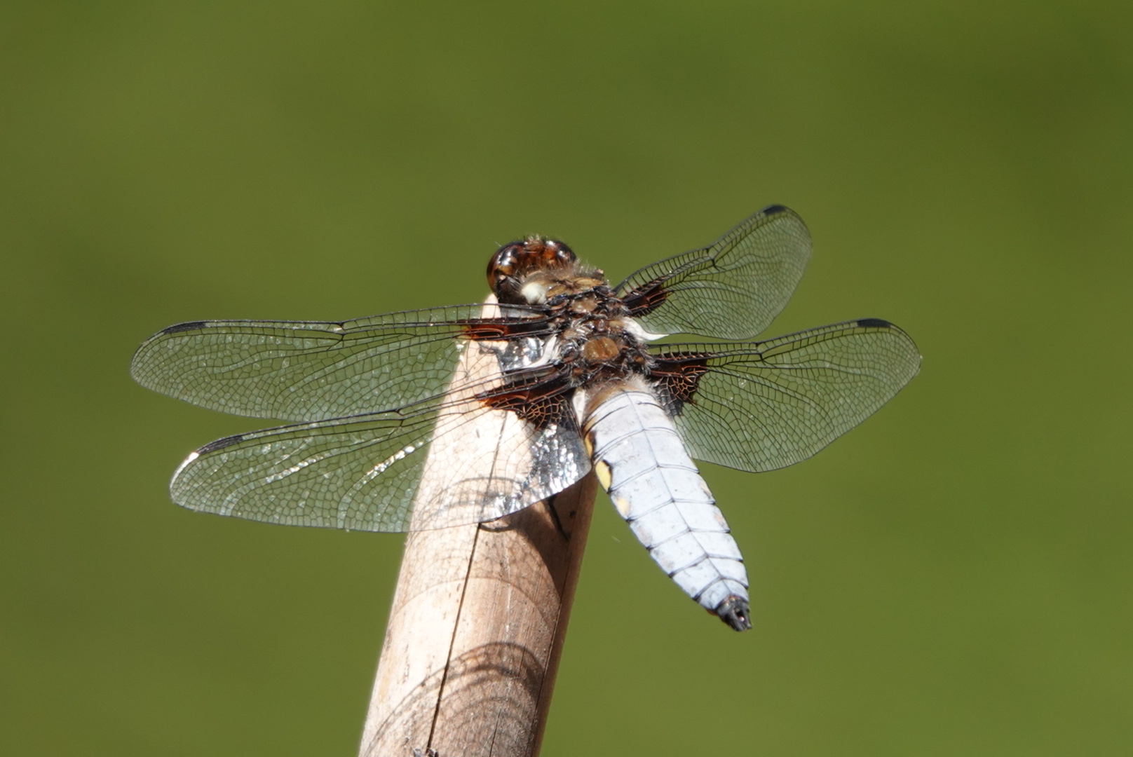Demoiselle Dragonfly