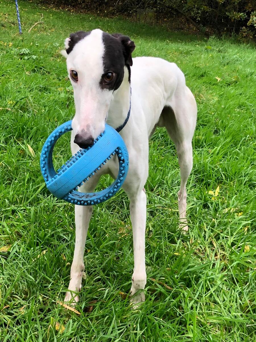 Greyhound Trust Shropshire & Borders Casper - RESERVED Greyhound Trust Shropshire & Borders Casper - RESERVED